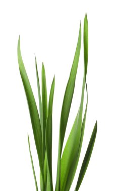 Beyaz çimenlerin üzerinde yeşil yapraklar