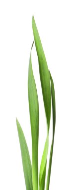 Beyaz çimenlerin üzerinde yeşil yapraklar