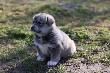Küçük bir köpek yavrusu yeşil çimlerde oturuyor.