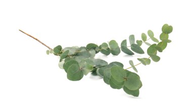 Beyaz yapraklı okaliptüs dalı