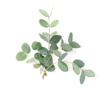 Beyaz yapraklı okaliptüs dalları, üst manzara