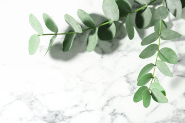 Güzel okaliptüs dalları beyaz mermer arka planda, yakın plan. Metin için boşluk