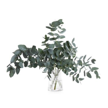 Beyaz vazodaki güzel okaliptüs dalları