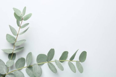 Beyaz arka planda güzel okaliptüs dalları, üst manzara. Metin için boşluk