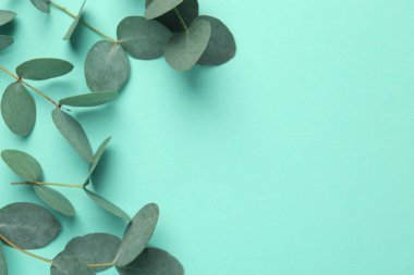 Turkuaz arka planda güzel okaliptüs dalları, üst manzara. Metin için boşluk