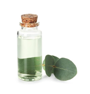 Beyaz üzerine izole edilmiş bir şişe yağ ve okaliptüs yaprakları.