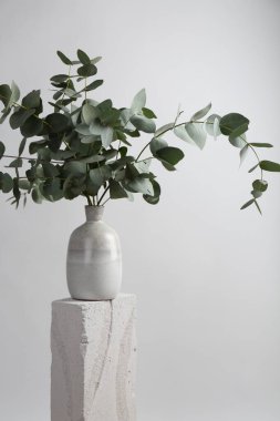 Yeşil okaliptüs, ışık arka planına karşı taşın üzerine vazoda dallanır