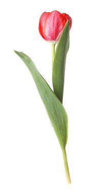 beyaz izole bir güzel Pembe Lale