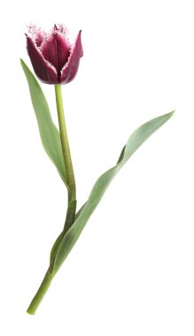 Bir güzel renkli lale beyazda izole edilmiş.