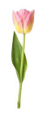 Güzel renkli bir lale beyaza izole edilmiş.