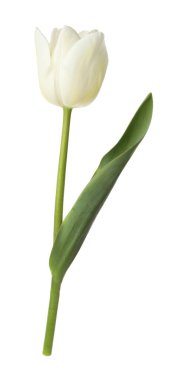 Bir güzel renkli lale beyazda izole edilmiş.