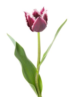 Bir güzel renkli lale beyazda izole edilmiş.