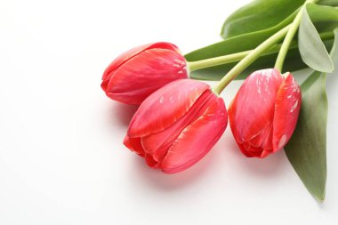 Beyaz arka planda güzel kırmızı lale çiçekleri