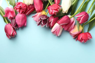 Açık mavi arka planda güzel laleler, düz bir zemin. Metin için boşluk