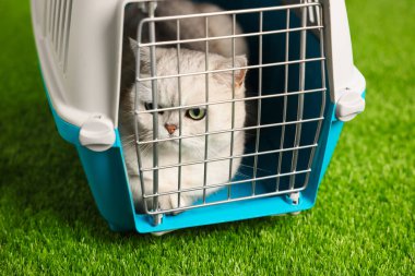 Evcil hayvan taşıyıcısındaki sevimli kedi yapay çimlerin üzerinde, yakın plan.
