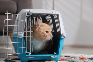 Evdeki açık evcil hayvan taşıyıcısında şirin bir kedi, yakın plan. Metin için boşluk