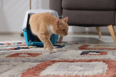 Evdeki evcil hayvan taşıyıcısının içinde sevimli bir kedi.