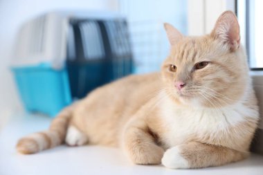 Pencerenin pervazında sevimli kedi ve hayvan taşıyıcısı, seçici bir odak.