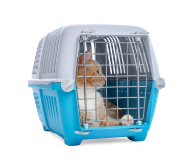 Kapalı evcil hayvan taşıyıcısındaki şirin kedi beyazda izole edilmiş.