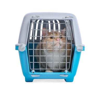 Kapalı evcil hayvan taşıyıcısındaki şirin kedi beyazda izole edilmiş.