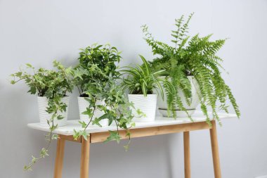 Açık gri duvarın yanındaki masada yeşil saksıda saksılar var.