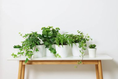 Beyaz duvarın yanındaki masada yeşil saksıda bitkiler var.