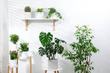 Beyaz duvarın yanında farklı yeşil saksı bitkileri var.