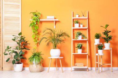 Turuncu duvarın yanında farklı güzel bitkiler var.