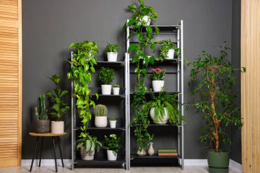 Gri duvarın yanındaki raf ünitesinde bir sürü güzel ev bitkisi var.