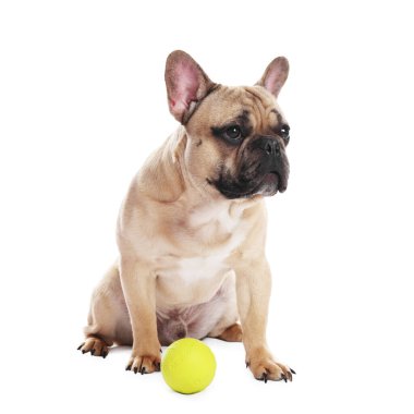Beyaz arka planda evcil oyuncağı olan sevimli Fransız bulldog köpeği.