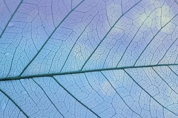 Arka plan olarak güzel iskelet yaprağı, makro görünüm