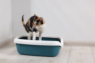 İçerideki çöp tepsisinde şirin bir kedi.