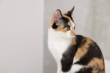 Hafif arka planda şirin bir kedi, yakın plan.