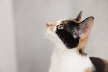 Aydınlık arka planda şirin bir kedi, yakın plan. Metin için boşluk