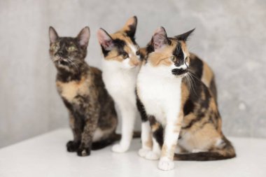 Açık yüzey kapalı alanda sevimli calico kediler