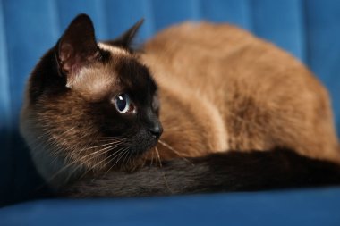 Sevimli Tayland kedisi yumuşak koltukta dinleniyor, yakın plan