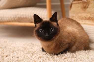 Adorable Thai cat on beige carpet at home, space for text