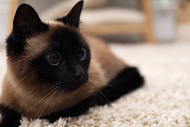 Evdeki bej halıdaki sevimli Tayland kedisi, yakın plan. Metin için boşluk