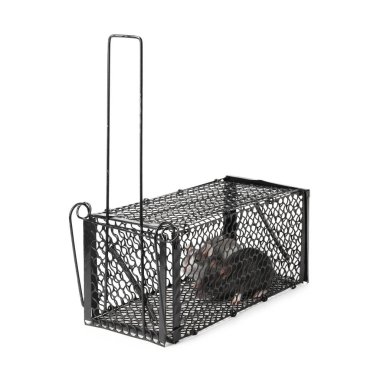 Beyaz arkaplanda metal fare kapanındaki fareler