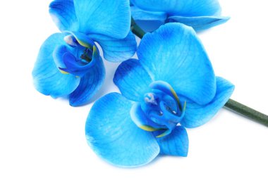 Güzel mavi orkide çiçeği beyaza izole edilmiş.