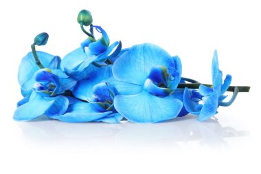 Ayna yüzeyinde güzel mavi orkide çiçekleri beyaz arkaplanda