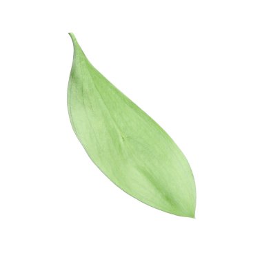 One fresh green Ruscus leaf isolated on white