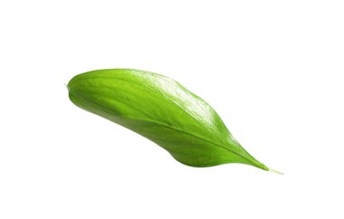 One fresh green Ruscus leaf isolated on white