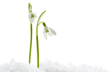 Beautiful snowdrops on snow against white background