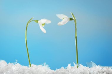 Açık mavi arkaplan üzerinde güzel kar damlaları, yakın plan