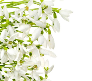 Beyazlar üzerinde izole edilmiş birçok güzel kar damlası. Bahar çiçeği