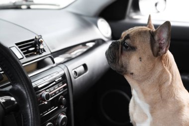 Arabadaki sevimli Fransız bulldog köpeği. Evcil hayvan