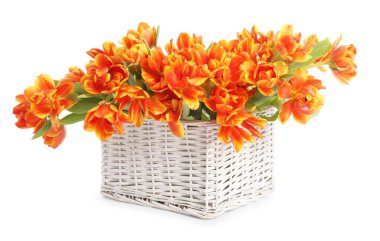 Hasır sepetteki güzel laleler bembeyaz