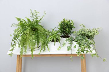 Açık gri duvarın yanındaki masada yeşil saksıda saksılar var.