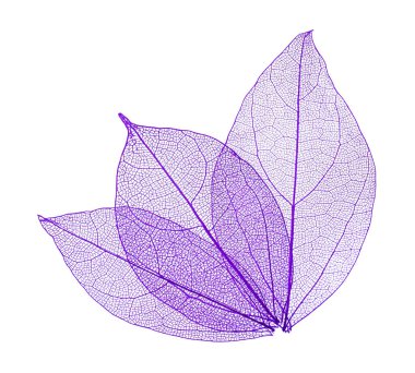 Güzel iskeletleşmiş yapraklar beyaz, üst manzara